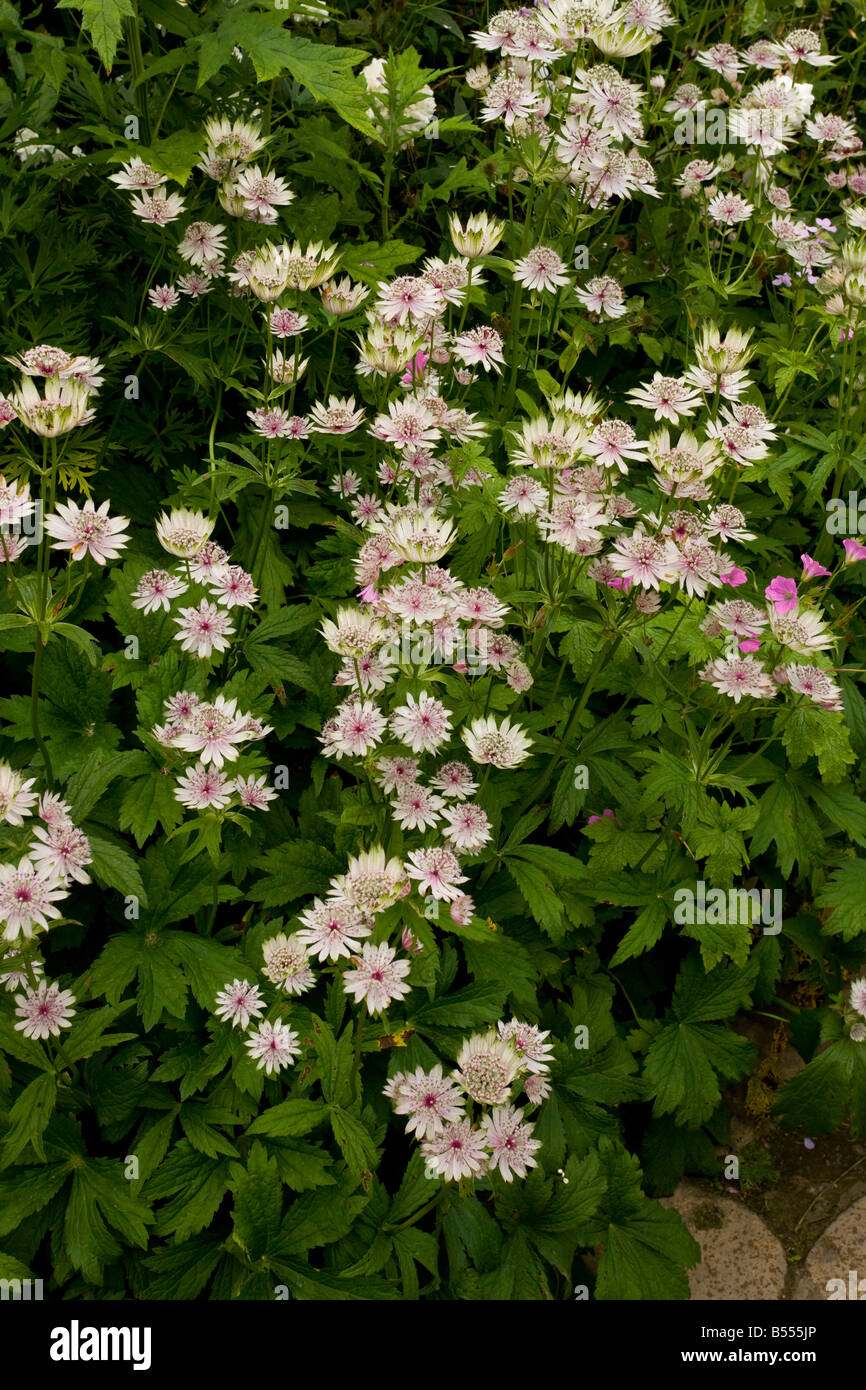 Masterwort Astrantia großen im Garten Gloucs National Trust Stockfoto
