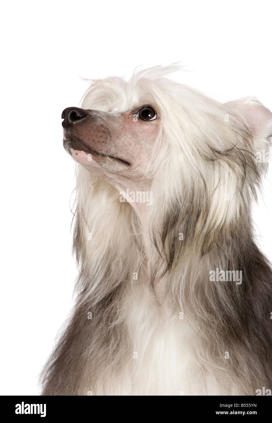 Chinesischer Schopfhund vor einem weißen Hintergrund Stockfoto