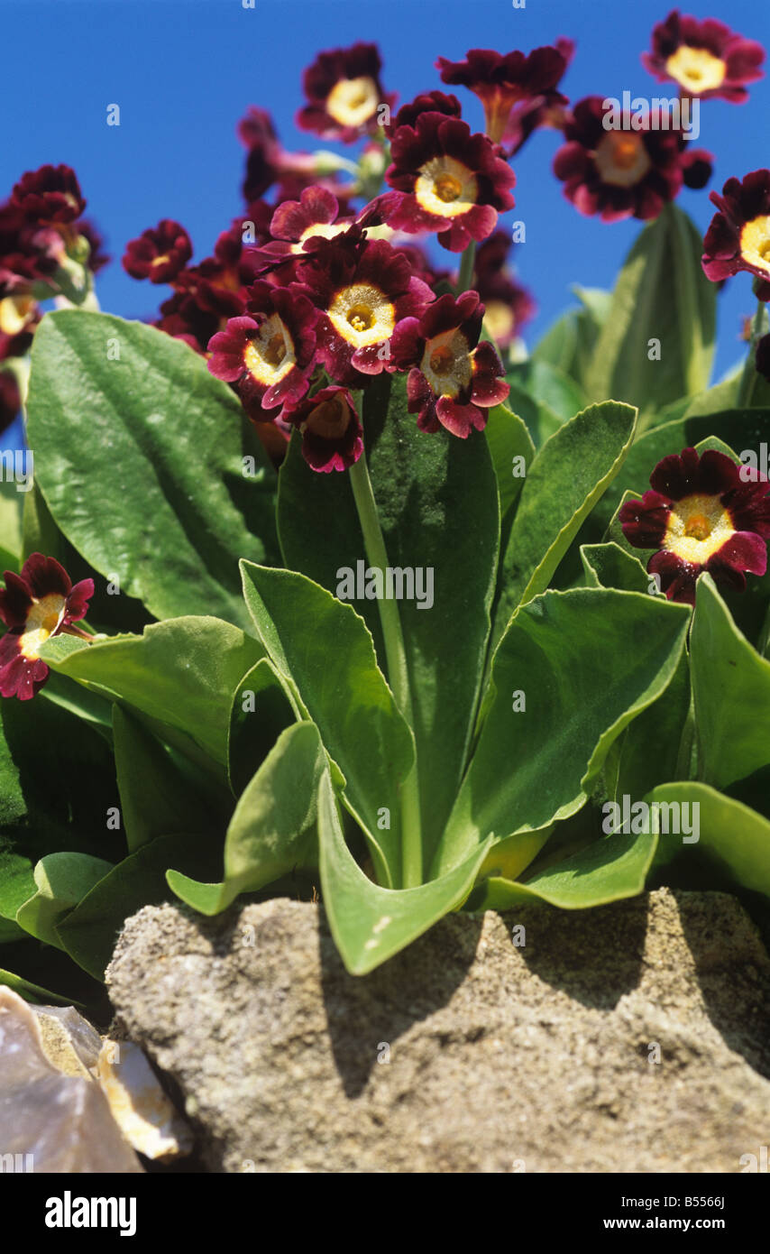 Primula Auricula Pflanzen in voller Blüte auf eine Gartenmauer Devon Stockfoto