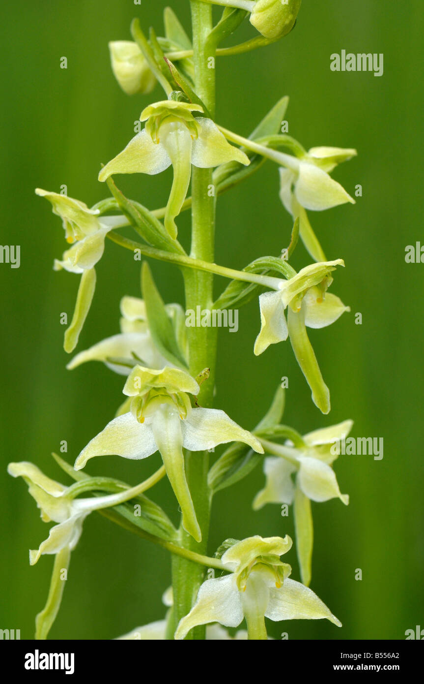 Kleiner Schmetterling Orchidee (Platanthera Bifolia), Blüte Stockfoto