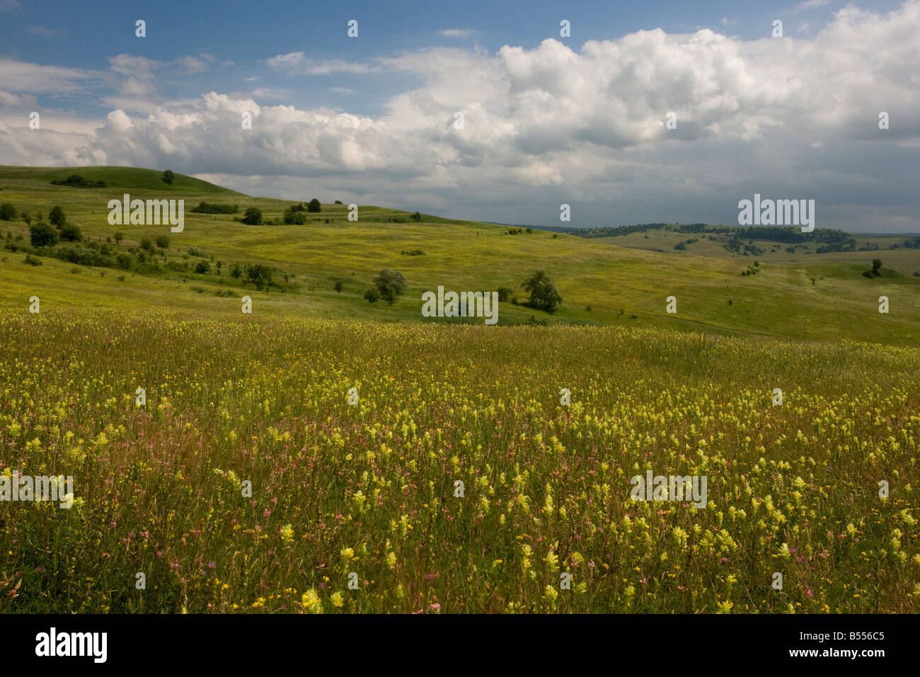 Die große öffnen blumige Wiesen rund um den sächsischen Dorf Viscri in Siebenbürgen Rumänien Yellow Rattle und Esparsette dominant Stockfoto