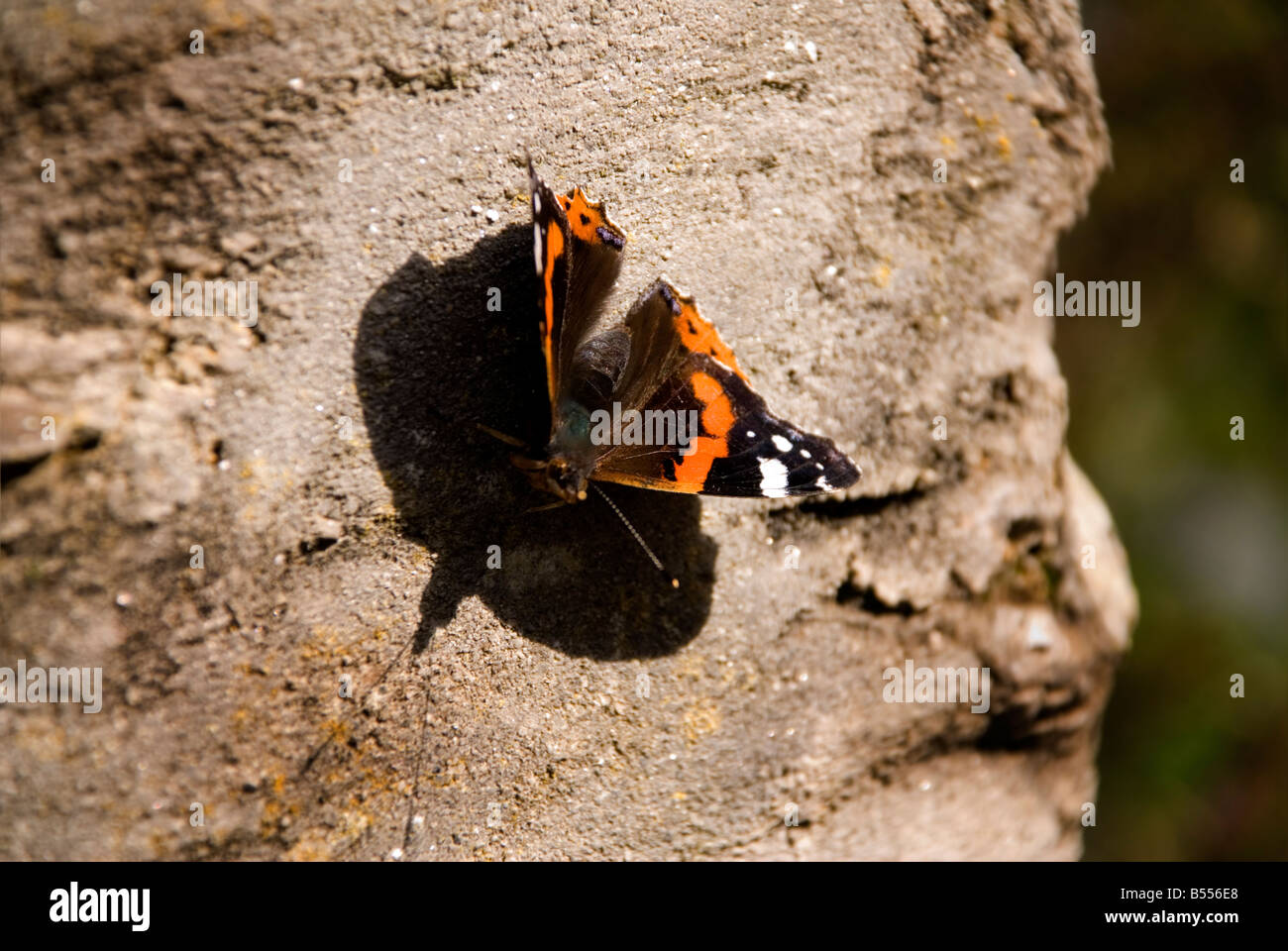 Red Admiral Schmetterling ruht auf einem Felsen in der Sonne Stockfoto