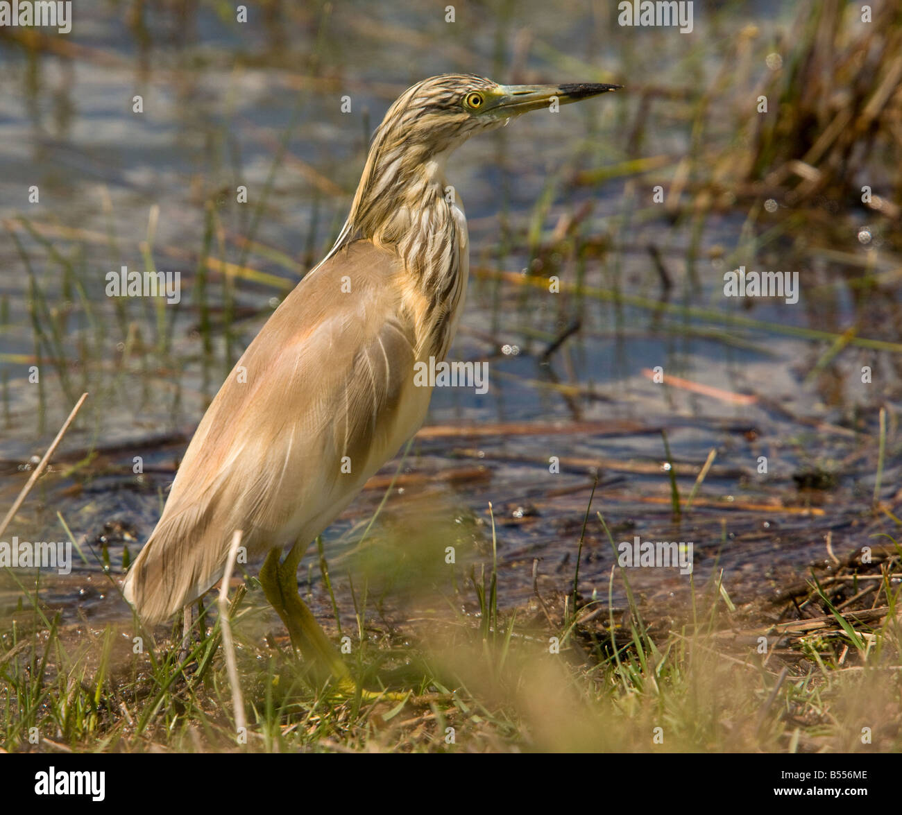 Wie Reiher Ardeola Ralloides Zucht Gefieder Frühling Coto Donana Andalusien Coto Donana Stockfoto