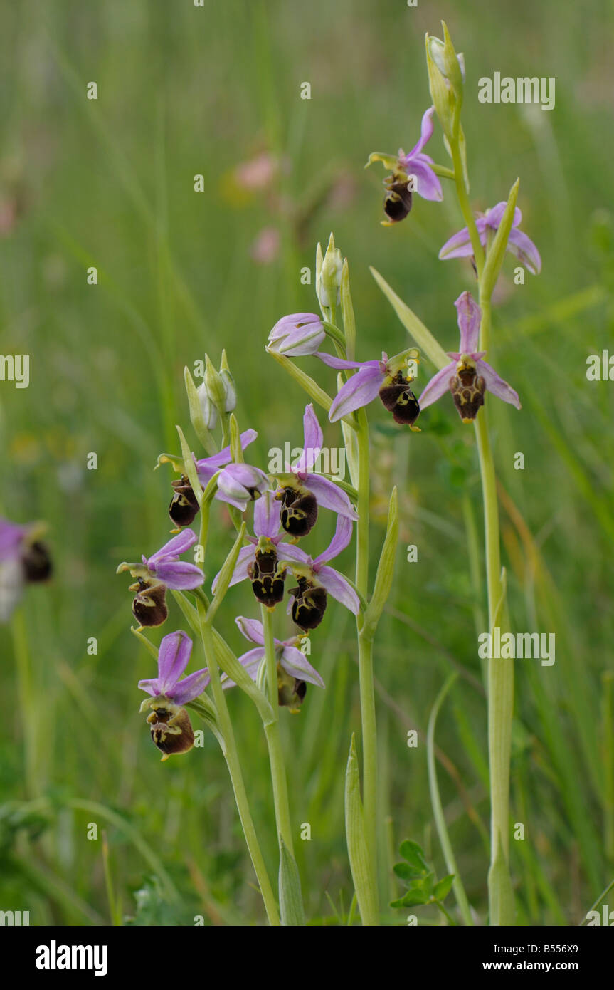 Späten Spider Orchid (Ophrys Holoserica, Ophrys Fuciflora), Blüte Stockfoto