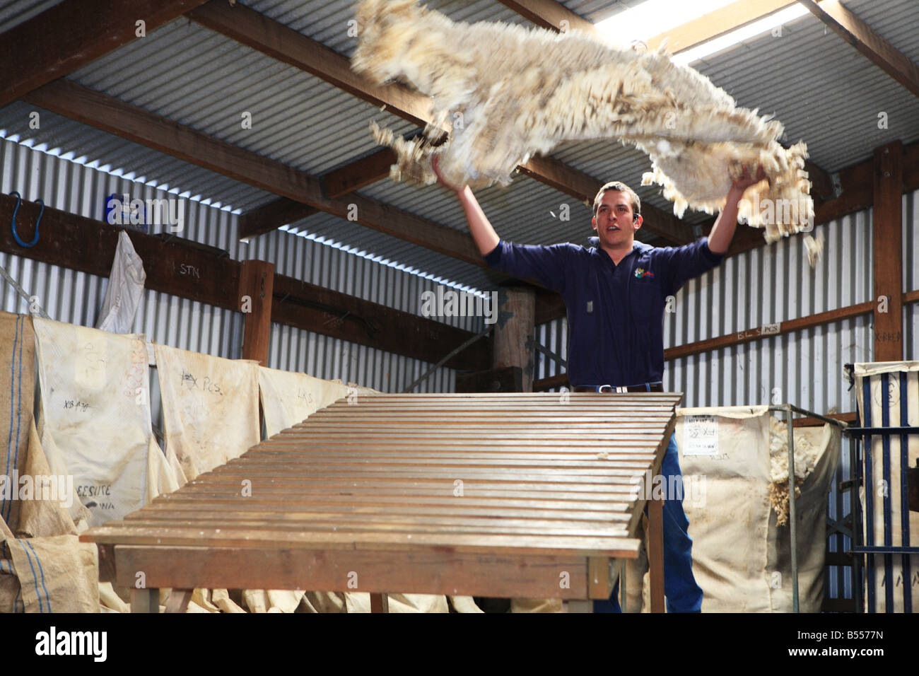 Shearer wirft Wolle Stockfoto