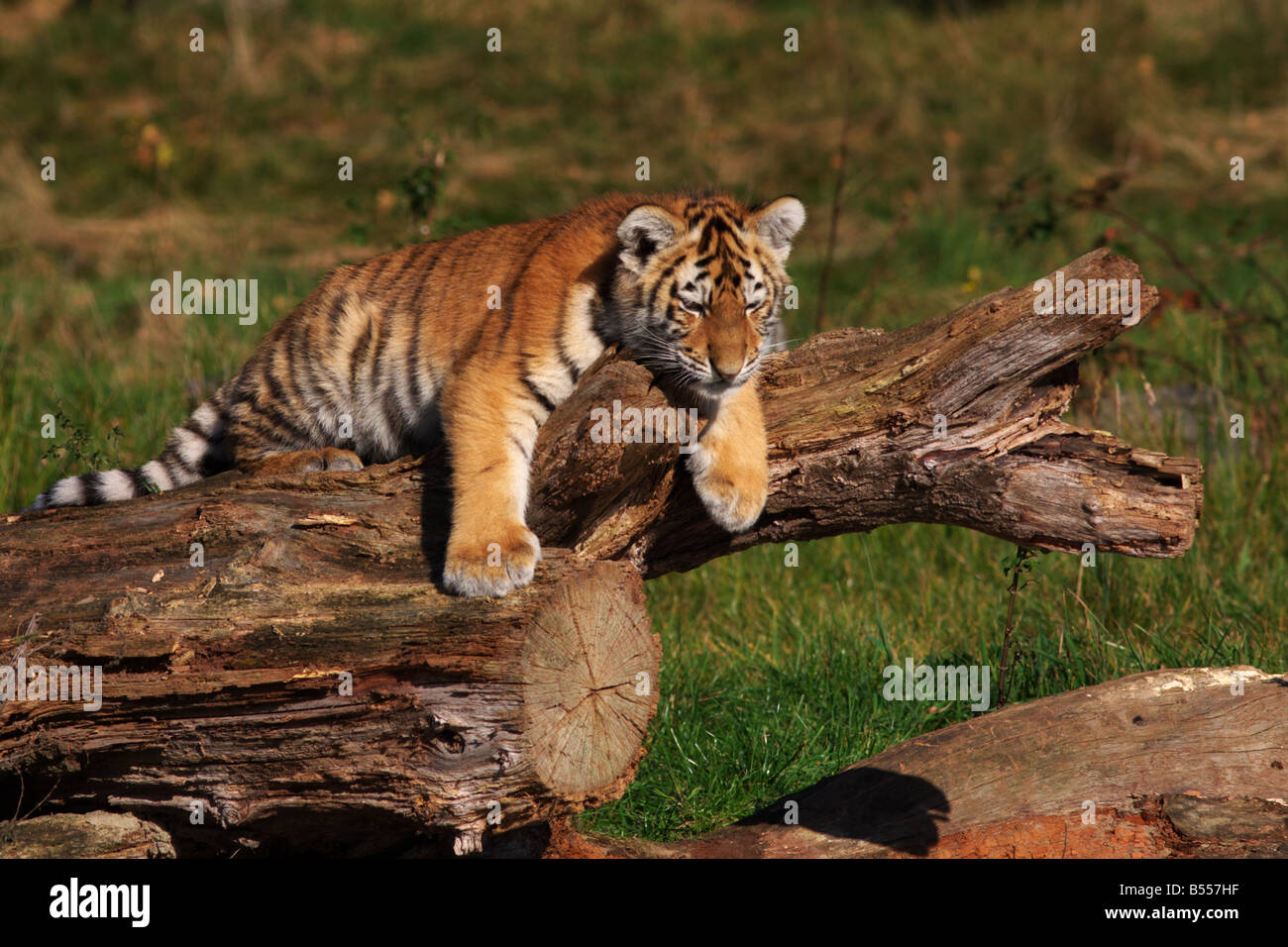 Sibirische Tiger Cub Verlegung an einem Baum Stockfoto