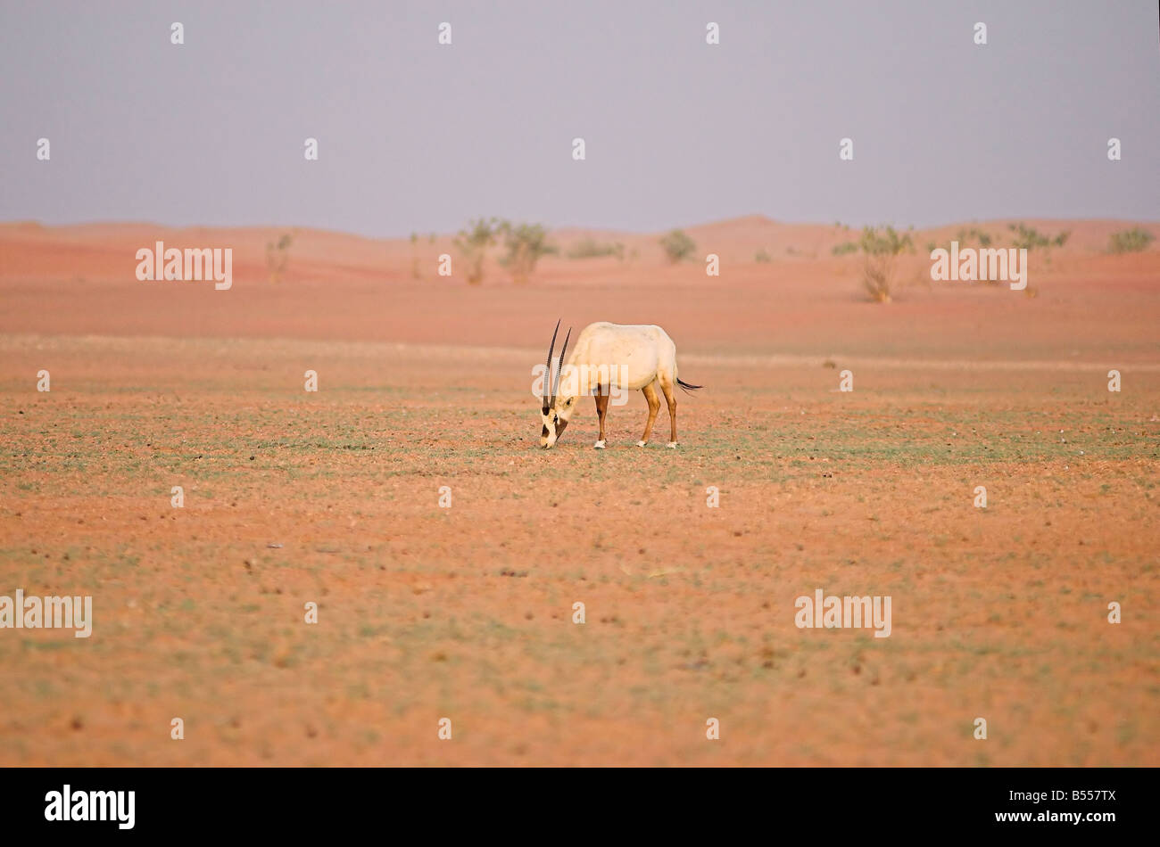 Arabische Oryx-Antilope Eucoryx Fütterung junges Gras in Dubai Desert Conservation Reserve Stockfoto