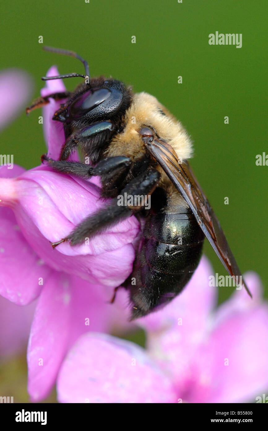 Gemeinsamen westlichen Honigbiene Apis mellifera Stockfoto