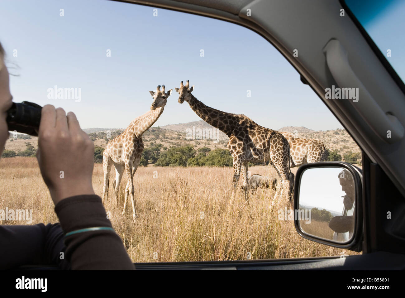Safari-Fahrzeug mit Touristen, auf der Suche im Giraffe mit Fernglas, Gauteng, Südafrika Stockfoto