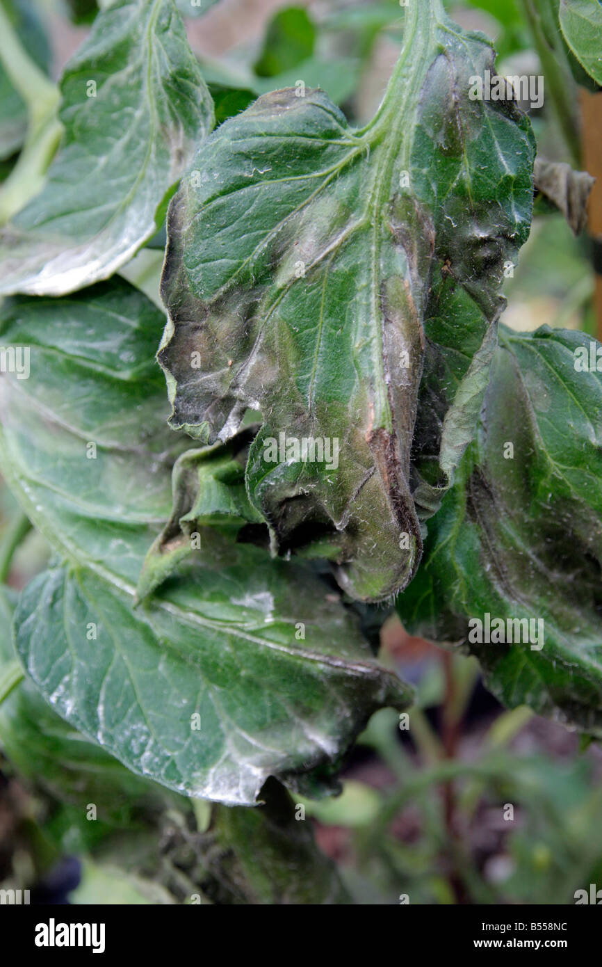 SYMPTOME DER KNOLLENFÄULE PHYPHTOPTERA INFESTANS AUF TOMATEN-EINZAHLUNG AUF BLATT IST SCHWEFEL-VERBINDUNG Stockfoto