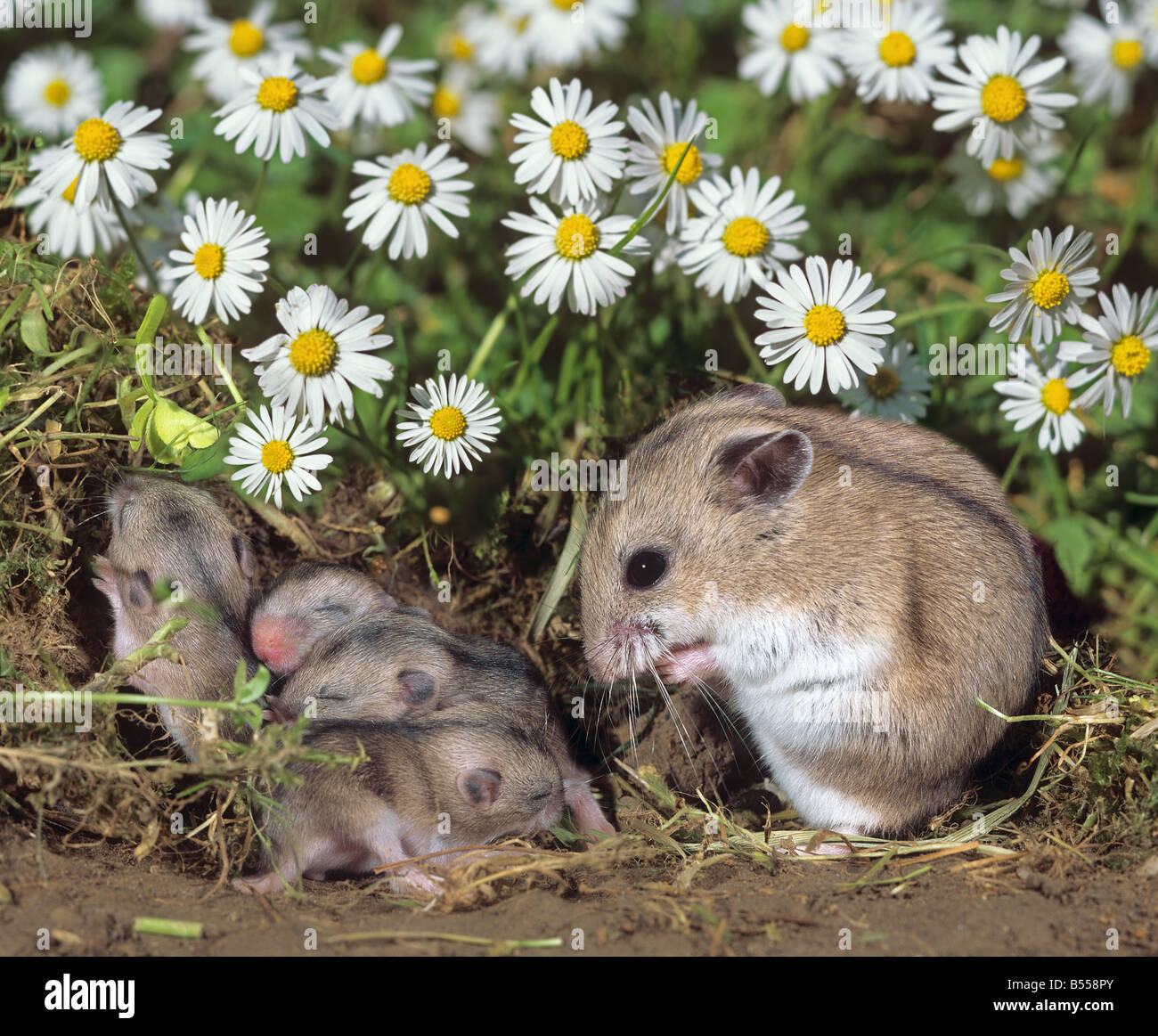 Chinesische gestreiften Hamster mit jungen / Cricetulus Barabensis