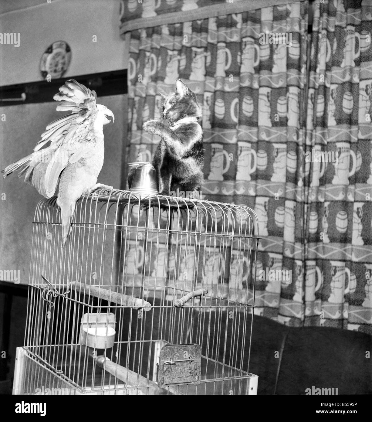 Tiere Vögel: Katzen Freundschaft: Besucher des Hodder Bridge Hotels, Hodder Lancs. Sind immer mit die Eskapaden von Polly ein 47 Jahre Alter Papagei und ein 3 Monate alte Kätzchen Tim fasziniert, die ausnahmslos eine Schlacht beim zusammenkommen, aber wer wirklich die besten Kumpels sind. August 1953 D5355-002 Stockfoto