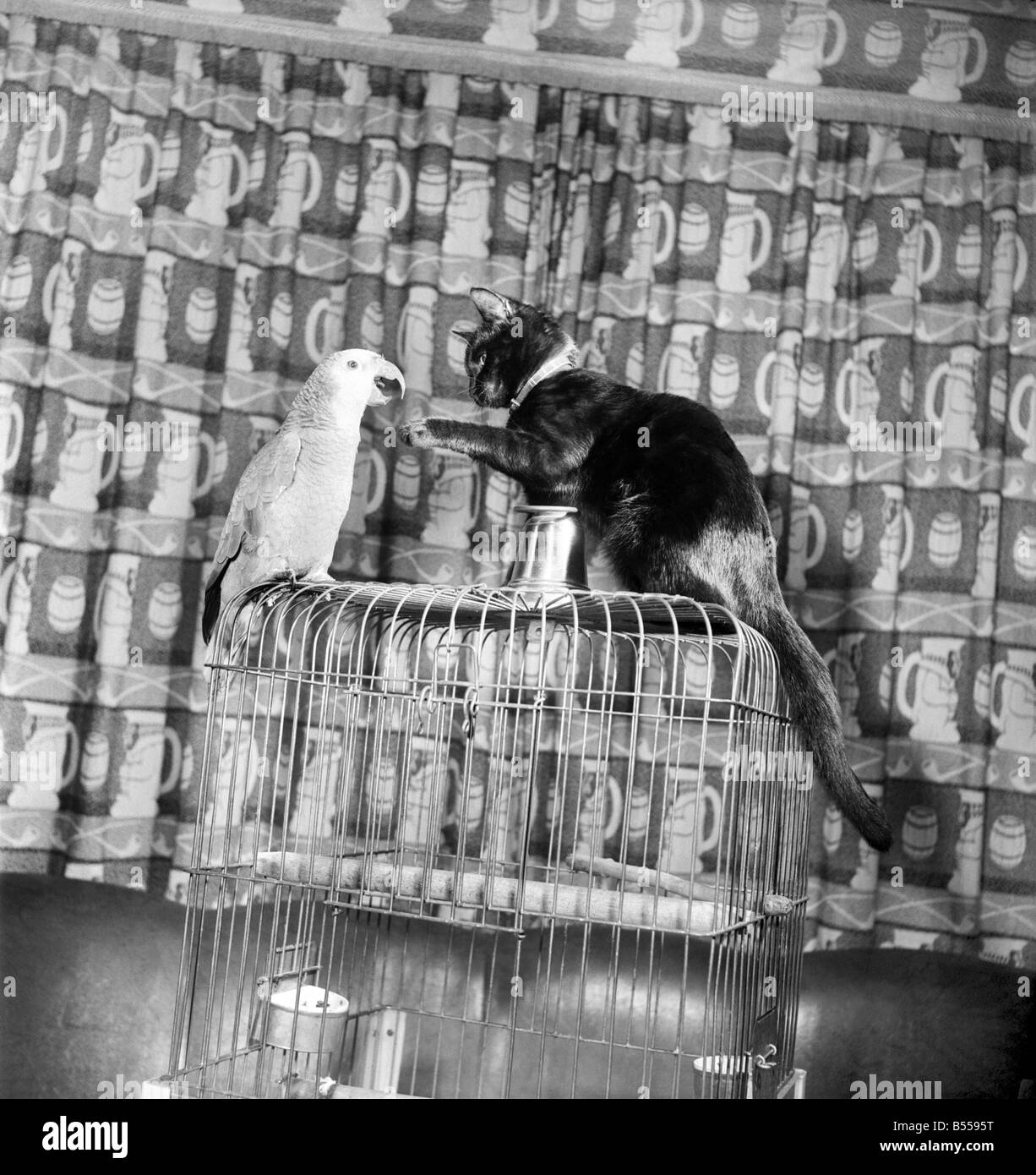 Tiere Vögel: Katzen Freundschaft: Besucher des Hodder Bridge Hotels, Hodder Lancs. Sind immer mit die Eskapaden von Polly ein 47 Jahre Alter Papagei und ein 3 Monate alte Kätzchen Tim fasziniert, die ausnahmslos eine Schlacht beim zusammenkommen, aber wer wirklich die besten Kumpels sind. August 1953 D5355 Stockfoto
