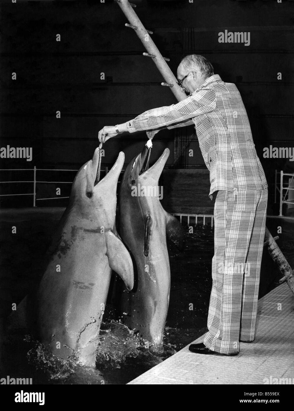 Tiere - Delphine. Der Herzog von Bedford mit Delfinen, Anne und Mark an seinen neuen Delfinarium in Woburn. August 1973 P011862 Stockfoto
