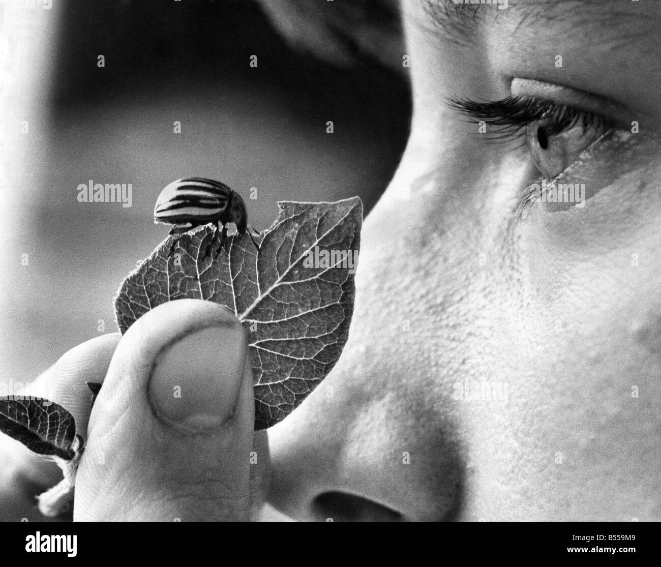 Auge in Auge mit "Rosie" ist, dass Marion Lea. Rosie eigentlich das Blatt Essen. Juni 1977 P012635 Stockfoto