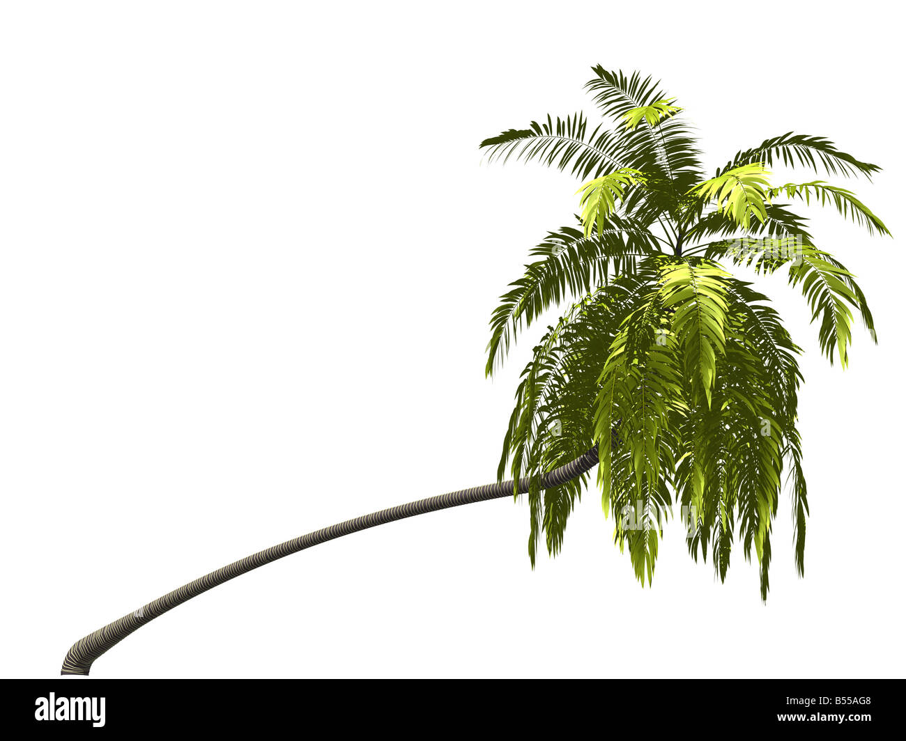 eine Palme, die isoliert auf weißem Hintergrund Stockfoto