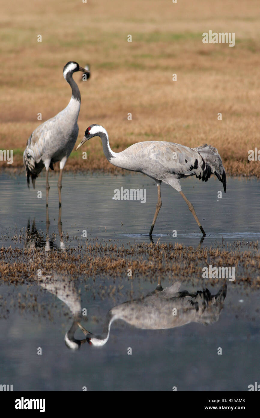 Israel Hula Tal graue Kraniche Grus Grus am Agamon See Winter Februar Stockfoto