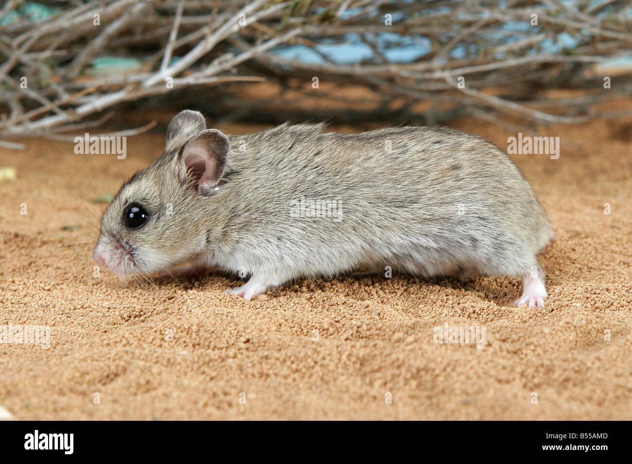 cricetulus-griseus-fotos-und-bildmaterial-in-hoher-aufl-sung-alamy