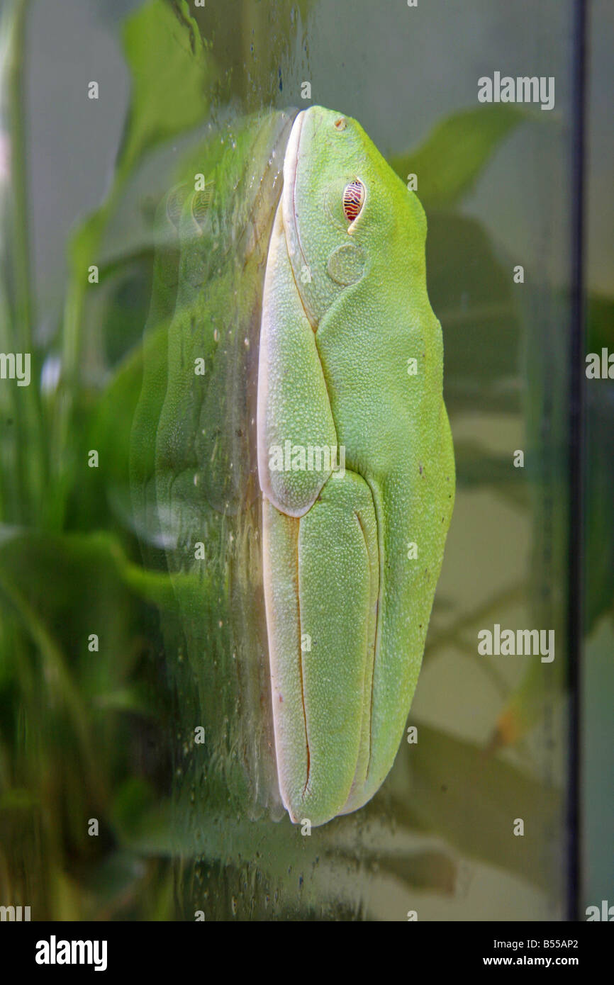 Rotäugigen Baumfrosch auf Glasplatte / Agalychnis Callidryas Stockfoto
