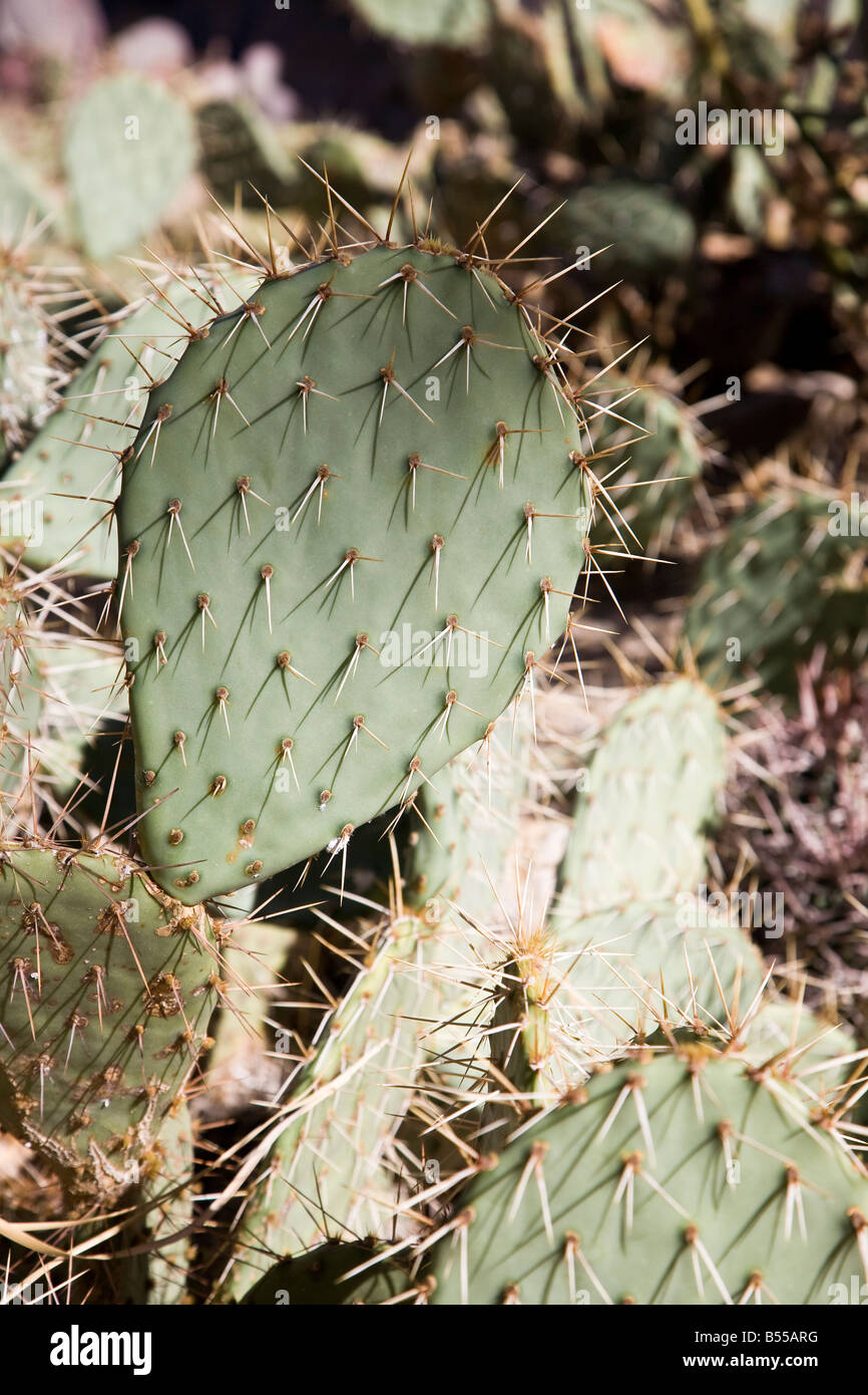 Kaktus, Joshua Tree Nationalpark in Kalifornien, USA Stockfoto