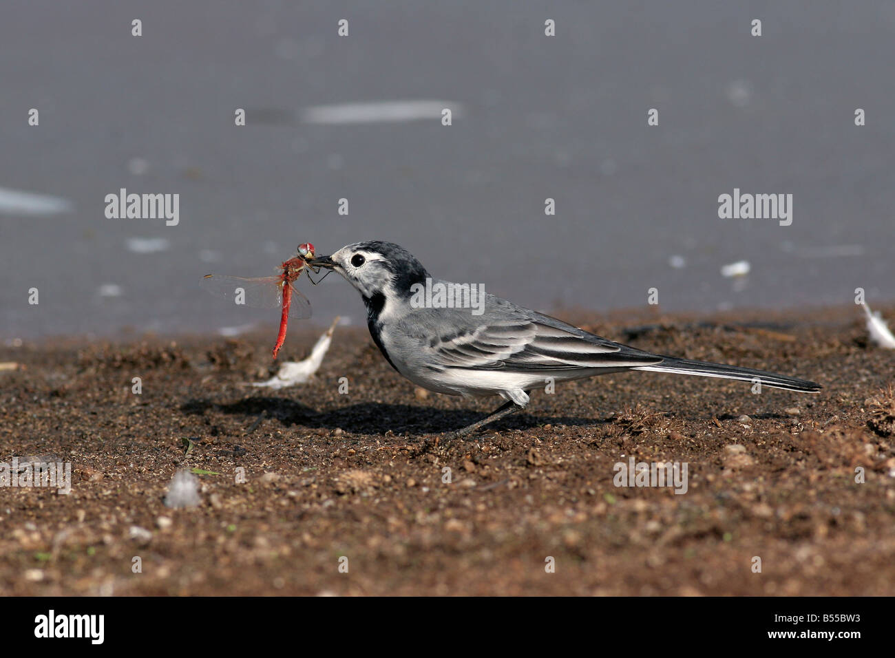 Weiße Bachstelze Motacilla Alba mit einer Libelle im Schnabel Stockfoto