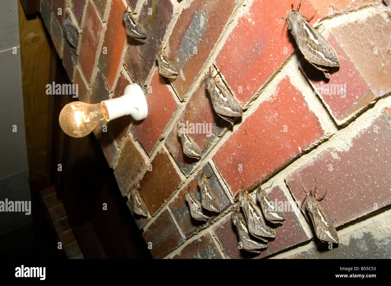 Gespenst schnell Motten angezogen Hausbeleuchtung in der Nacht Stockfoto