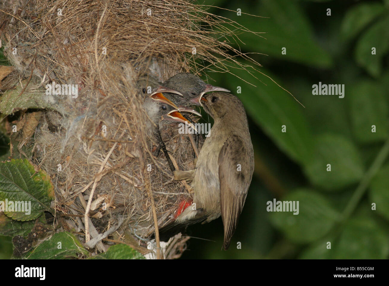 Weibliche Palestine Sunbird oder nördlichen Orange getuftet Sunbird Cinnyris Oseus Fütterung junger Jungtiere in einem nest Stockfoto