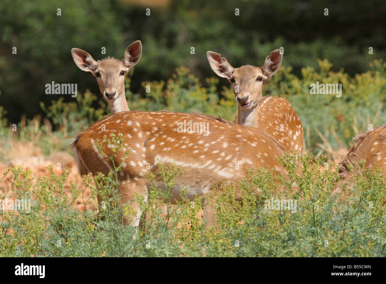 weibliche Damhirsch Dama Dama Israel Stockfoto