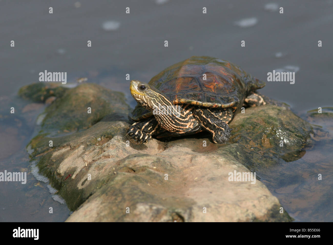 Kaspische Schildkröte oder gestreiften Hals Sumpfschildkröte Mauremys Caspica Israel Stockfoto