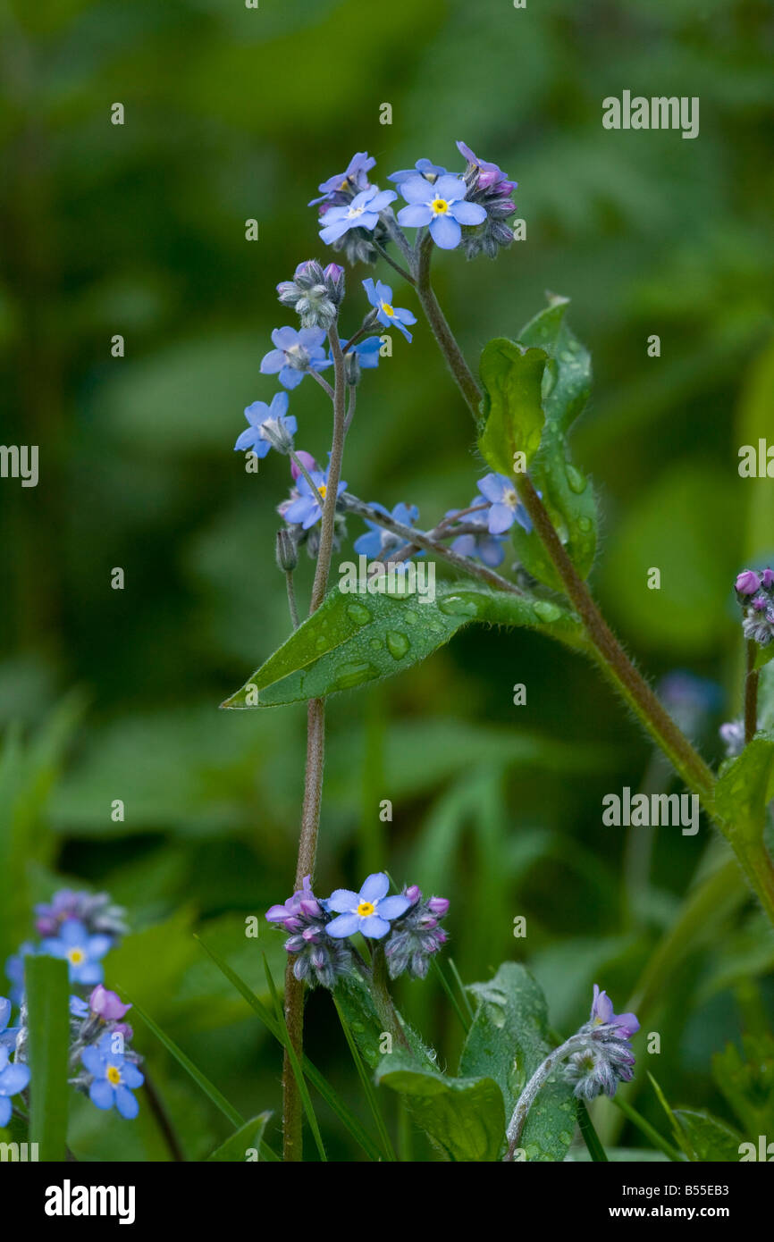 Holz, vergiss mich nicht Myosotis Sylvatica in Blüte im Frühjahr nach dem Regen im Wald Frankreich Stockfoto