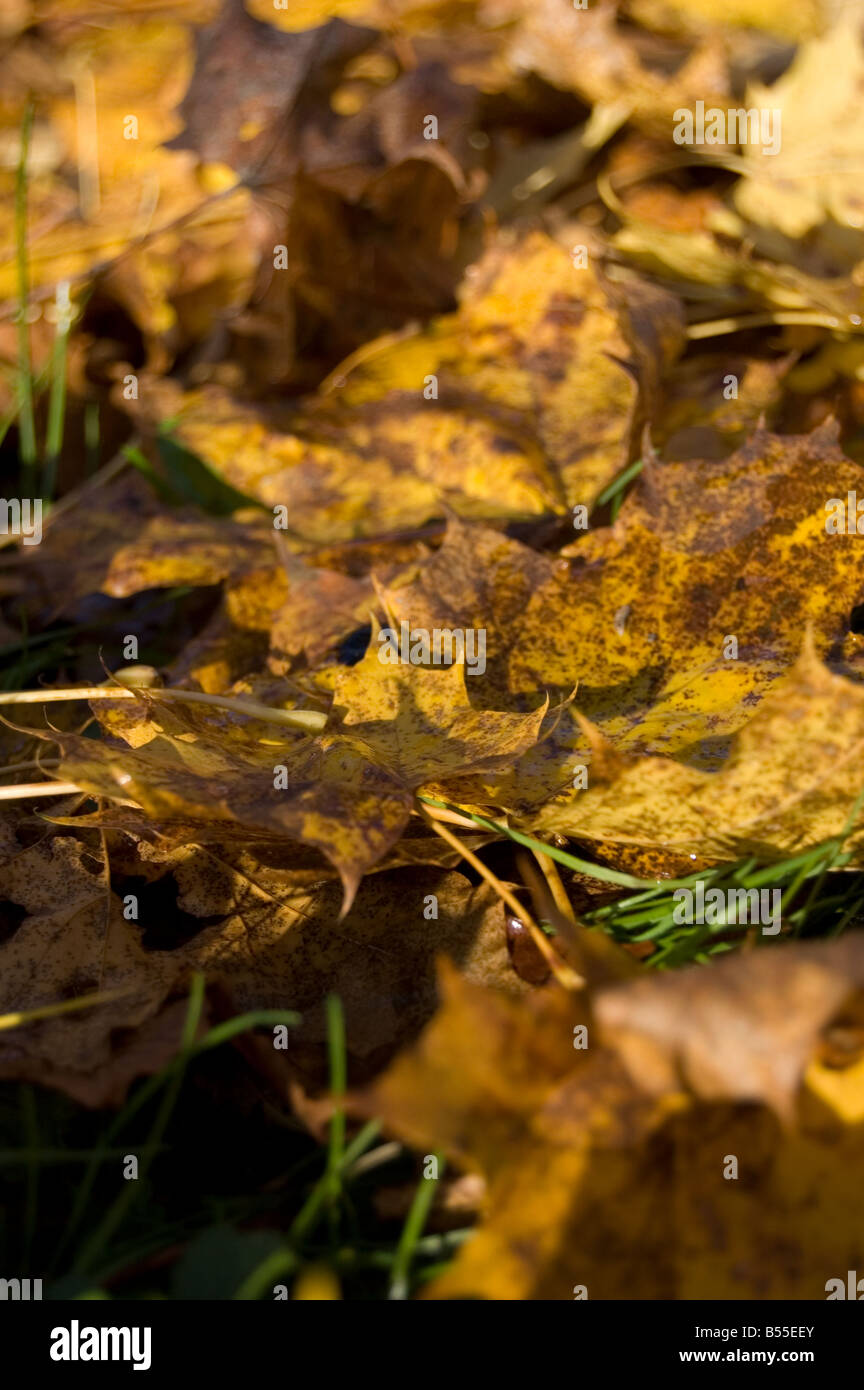 Nahaufnahme der Blätter im Herbst Stockfoto