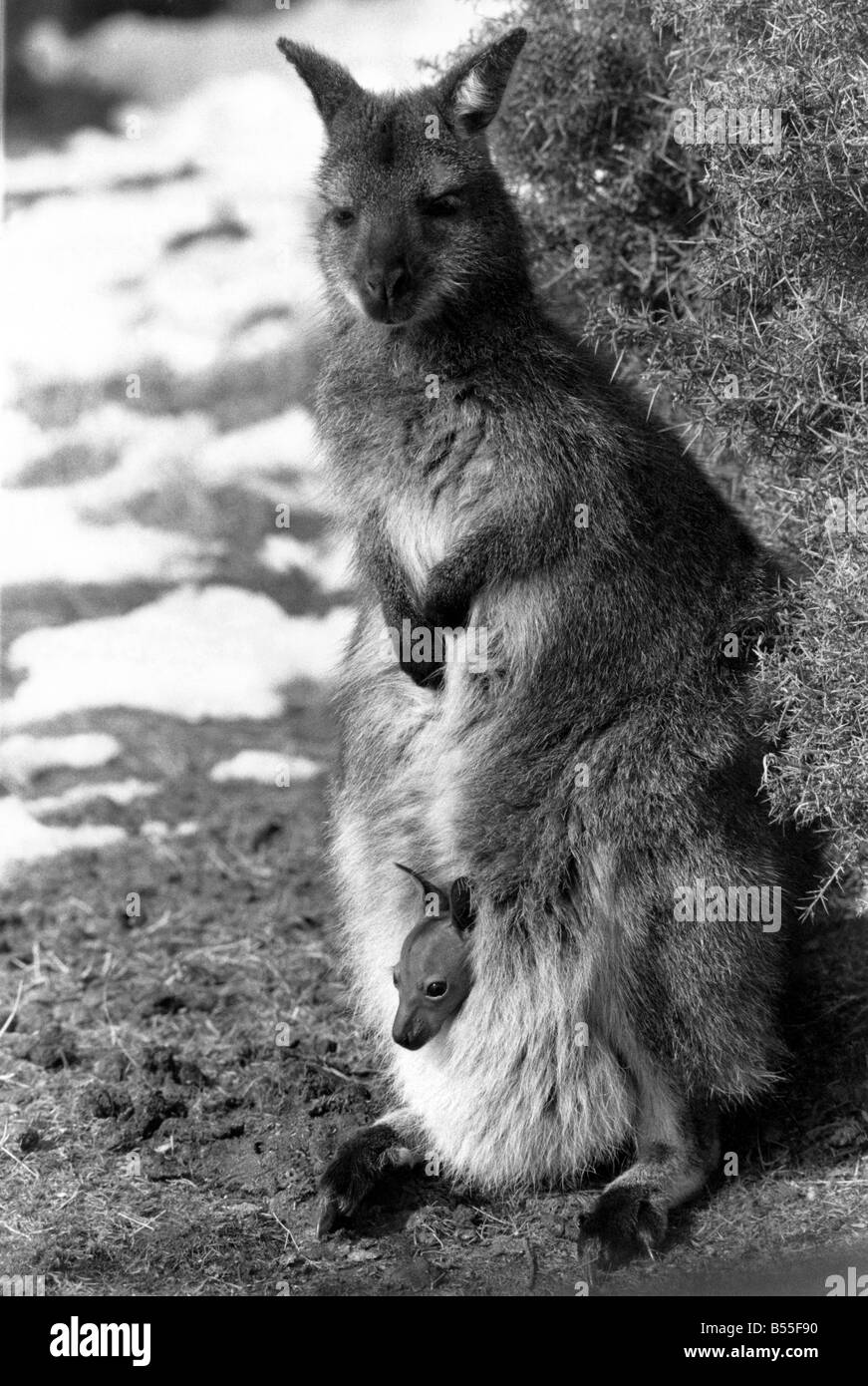 Baby läutet Frühling!! Ein Wallaby Mutter mit Baby in ihrem Beutel März 1987 &#13; &#10; P009304 Stockfoto