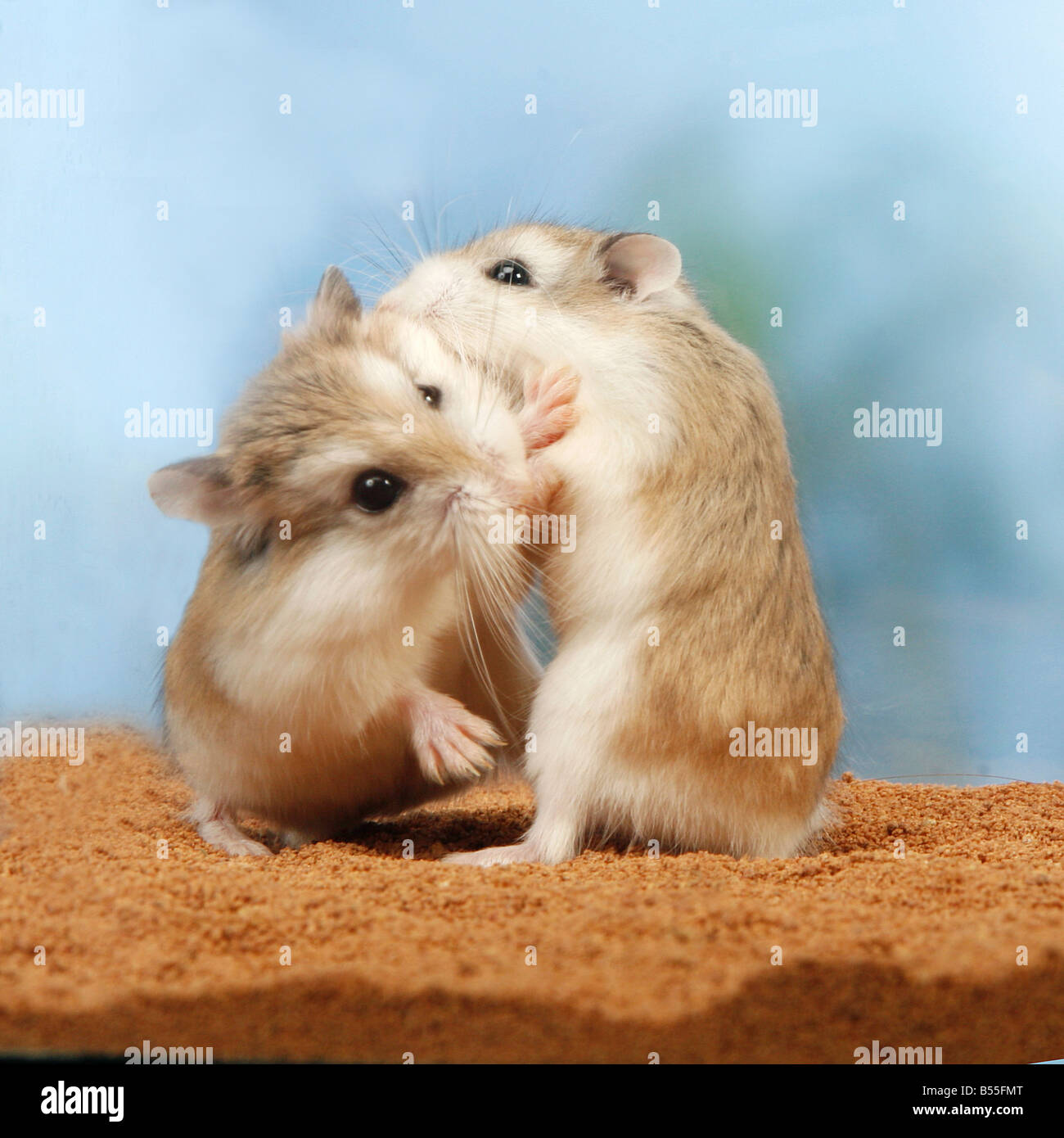 zwei Dzhungarian-Zwerg-Hamster - kämpfen Stockfoto