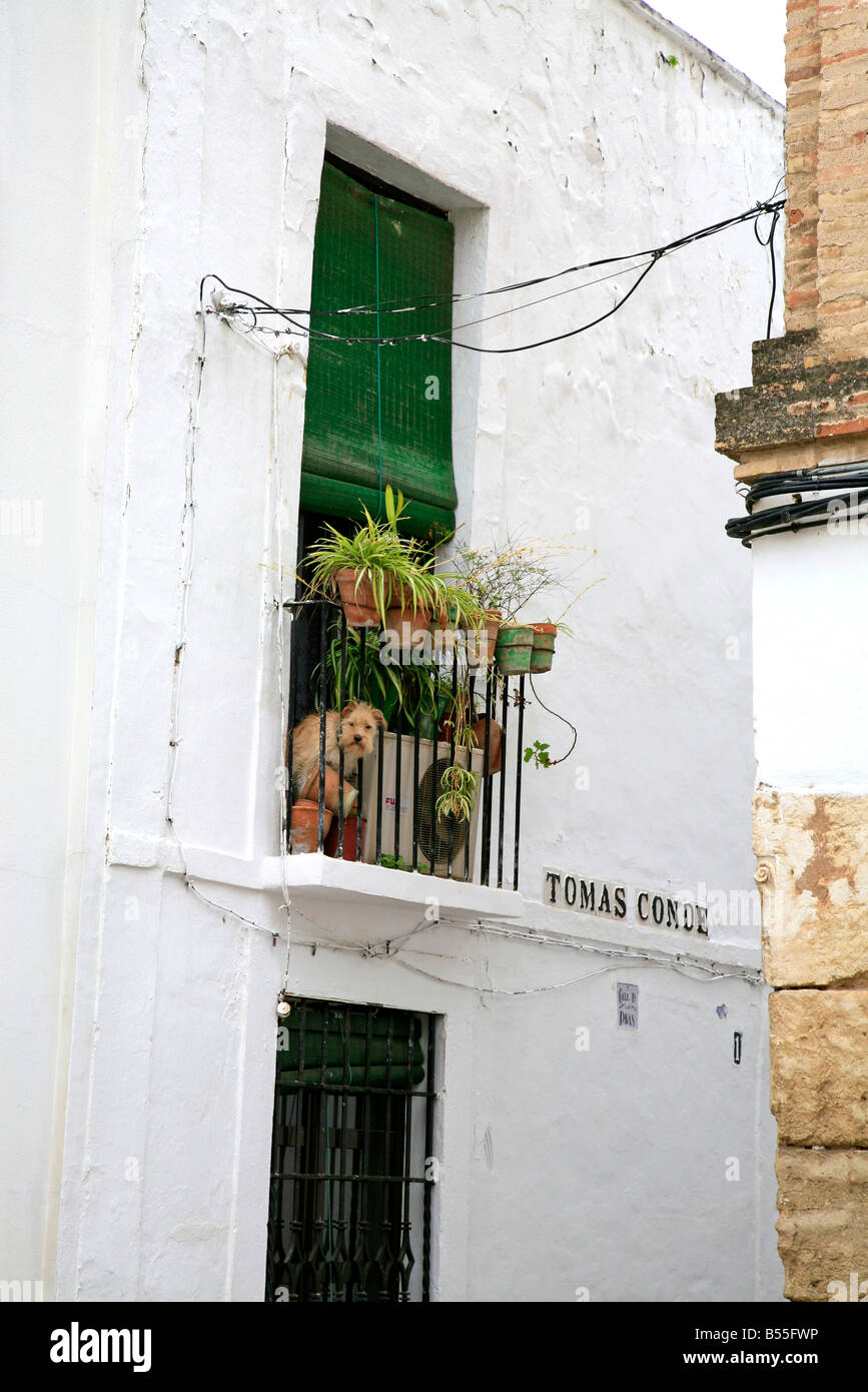 Ein Hund schaut aus einem dekorativen Balkon in Cordoba während des Festivals Los Patios Stockfoto Ein Hund schaut aus einem dekorativen Balkon in Cordoba während des Festivals Los Patios Stockfoto