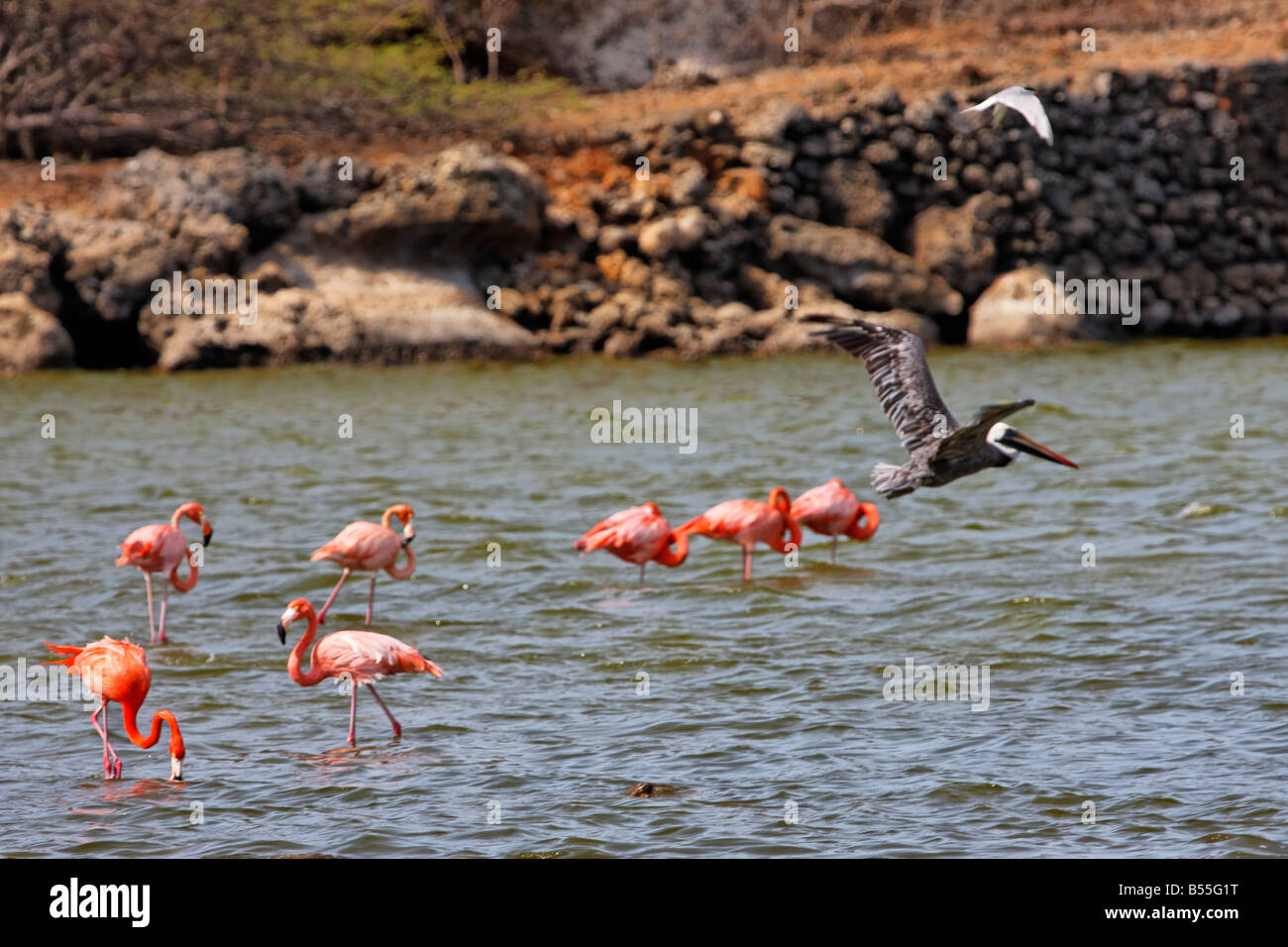 Antillen Bonaire Washington National Park Flamingos und Pelikan Stockfoto