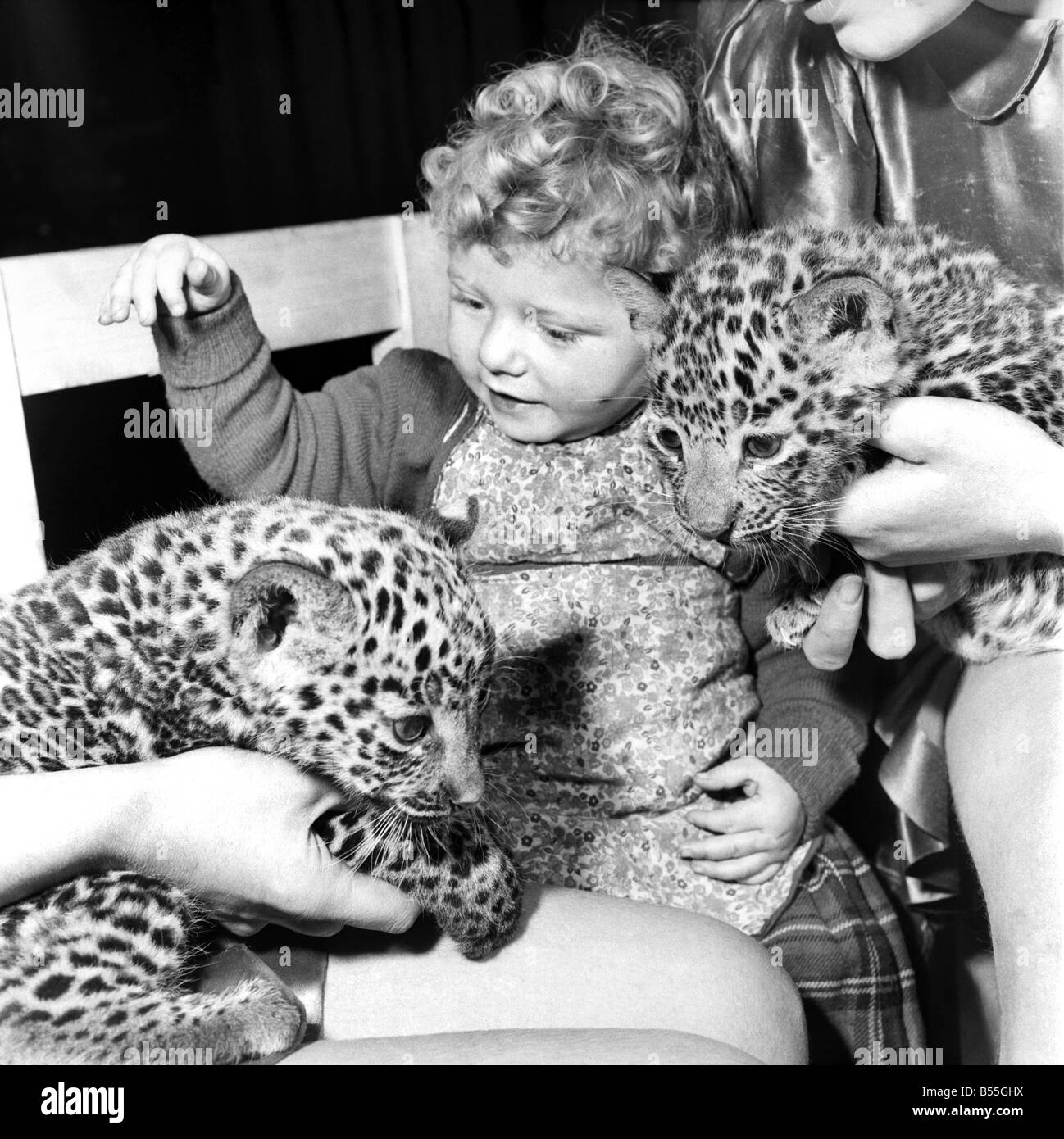 Die Ankunft von zwei Leopardenjunge in Roberts Bros Reisen Zirkus, verursacht einen Ansturm von den Damen des Zirkus an, diese flauschigen Katzen zu streicheln. Sie lernen bald, dass die Krallen des Leoparden viel länger als die gewöhnlichen Kätzchen. Aber jede Gelegenheit, um sie zu behandeln ist begehrt. Wenig Maureen Roberts, Tochter von Bobby Roberts ist 2 Jahre alt, geboren in den Zirkus selbst, ihre erste Einführung in die Leopard-Cups war ein furchtloser Ansatz. Keiner mehr für die Leopard Cubs Füßen sicher gehalten wurden. Zwei jungen Sultan und Diana werden in Kürze unantastbar in der Zwischenzeit ihre Everybodys Darlings Stockfoto