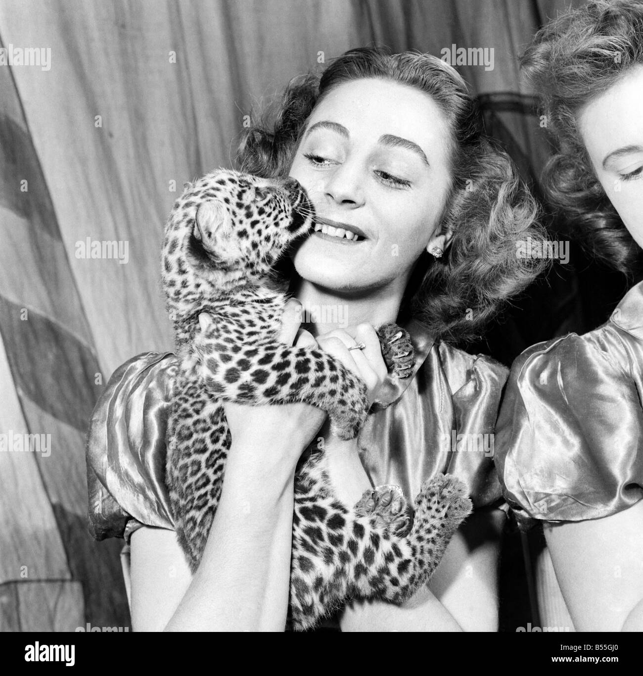 Die Ankunft von zwei Leopardenjunge in Roberts Bros Reisen Zirkus, verursacht einen Ansturm von den Damen des Zirkus an, diese flauschigen Katzen zu streicheln. Sie lernen bald, dass die Krallen des Leoparden viel länger als die gewöhnlichen Kätzchen. Aber jede Gelegenheit, um sie zu behandeln ist begehrt. Wenig Maureen Roberts, Tochter von Bobby Roberts ist 2 Jahre alt, geboren in den Zirkus selbst, ihre erste Einführung in die Leopard-Cups war ein furchtloser Ansatz. Keiner mehr für die Leopard Cubs Füßen sicher gehalten wurden. Zwei jungen Sultan und Diana werden in Kürze unantastbar in der Zwischenzeit ihre Everybodys Darlings Stockfoto