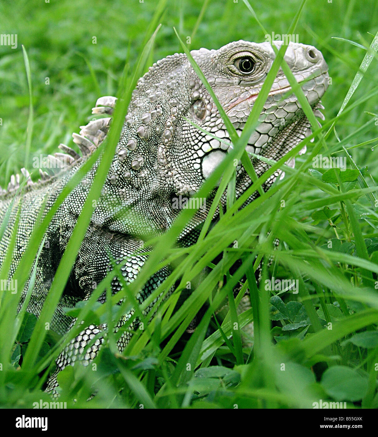 USA, Iguana ist eine Gattung der Eidechse in tropischen Gebieten Mittel- und Südamerika und der Karibik heimisch. Stockfoto