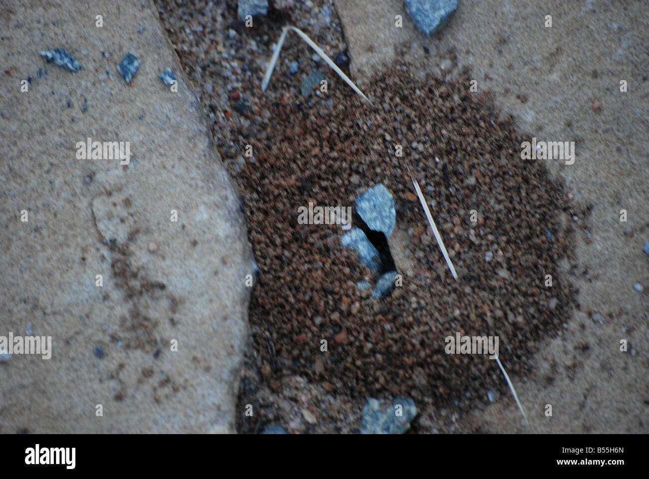 Ameisenhaufen große Körnung des Sandes Stockfoto