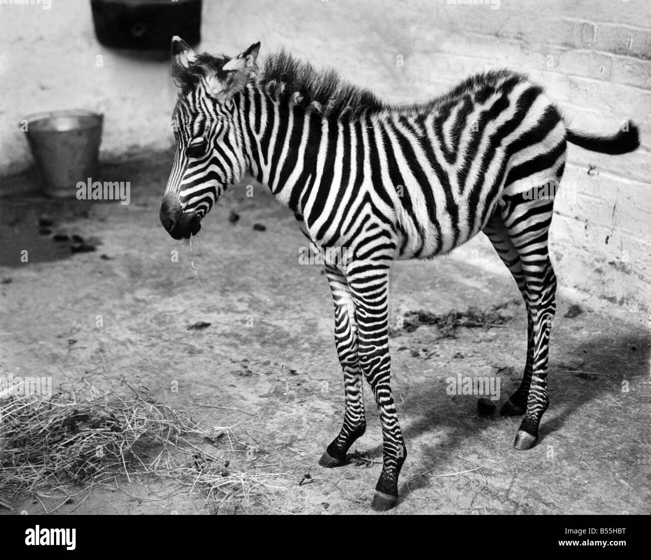 Zebra Tiere: Tiere im Belle Vue. Juli 1954 P009544 Stockfoto