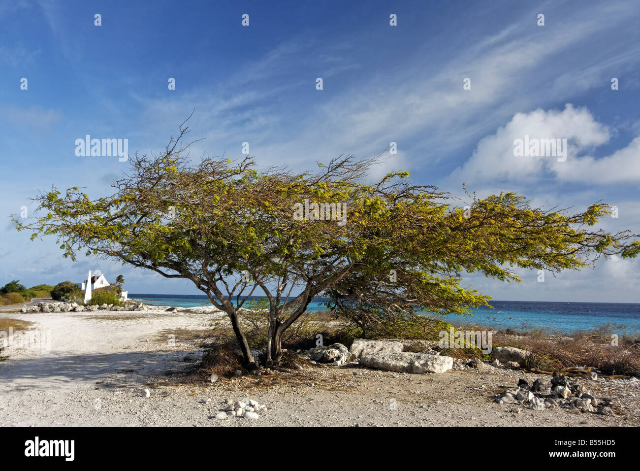 Antillen Bonaire Divi Divi Baum Stockfoto