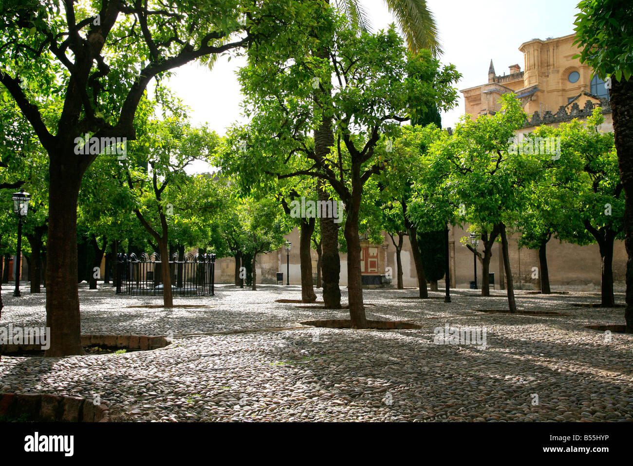 Patio de Los Naranjos - Orange Tree Hof, im Inneren der Mezquita von Cordoba, Spanien Stockfoto