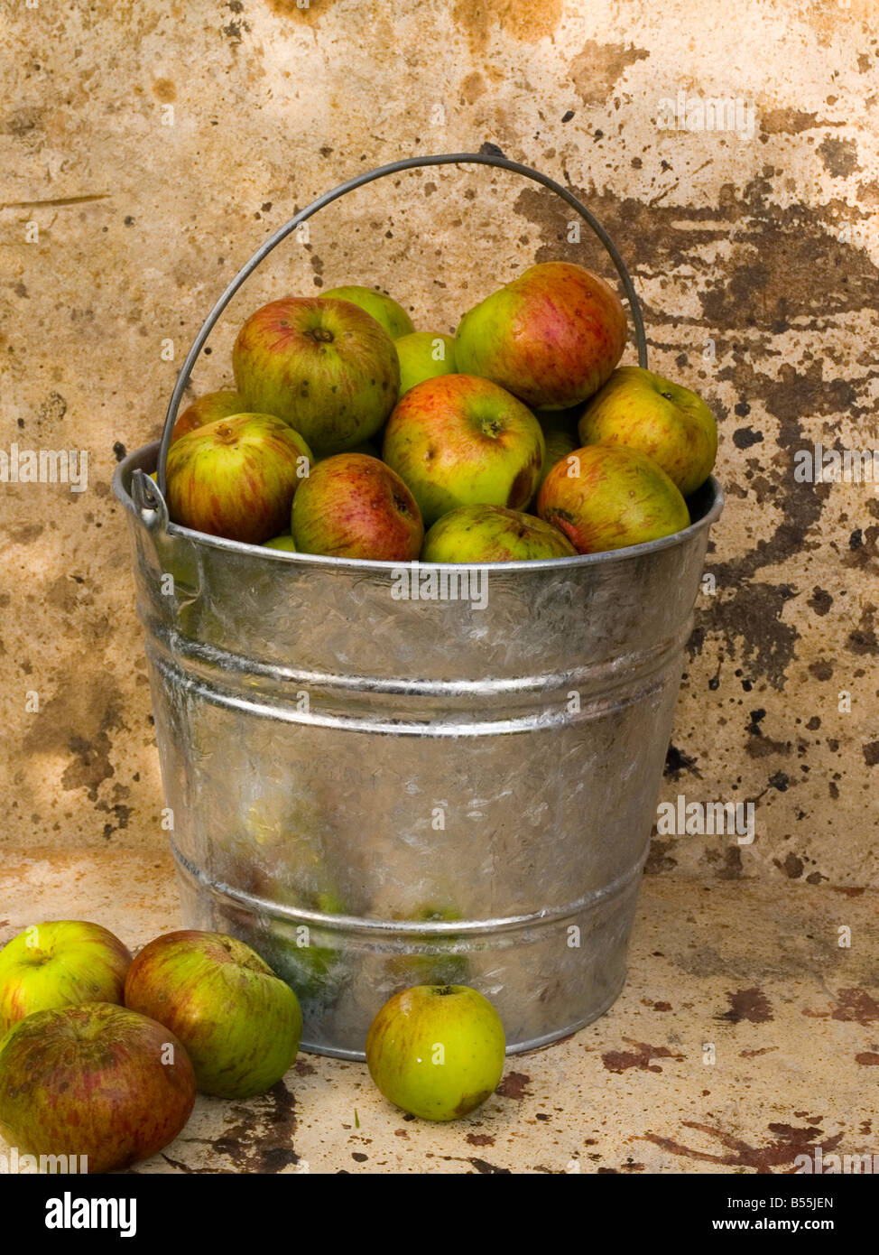 Äpfel in verzinktem Eimer Stockfoto