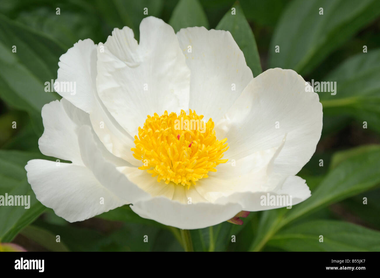 Weiße Paeony, gemeinsamen Garten Paeony, chinesische Paeony (Paeonia Lactiflora), Sorte: White Wings, Blume Stockfoto
