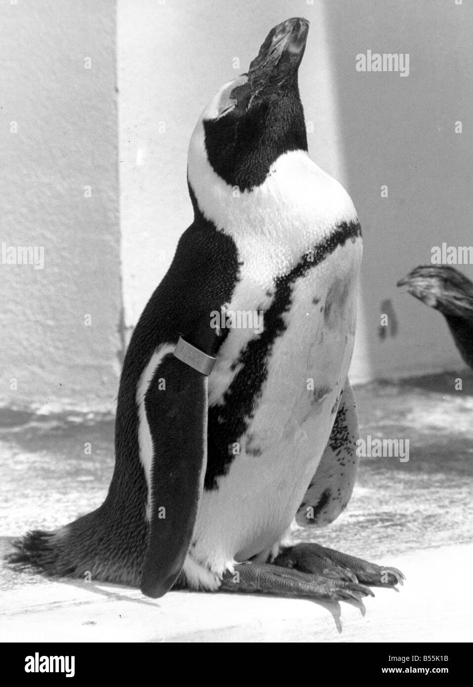 Pinguin im Londoner Zoo genießen das Wetter. &#13; &#10; 15. Mai 1992 &#13; &#10; P044321 Stockfoto