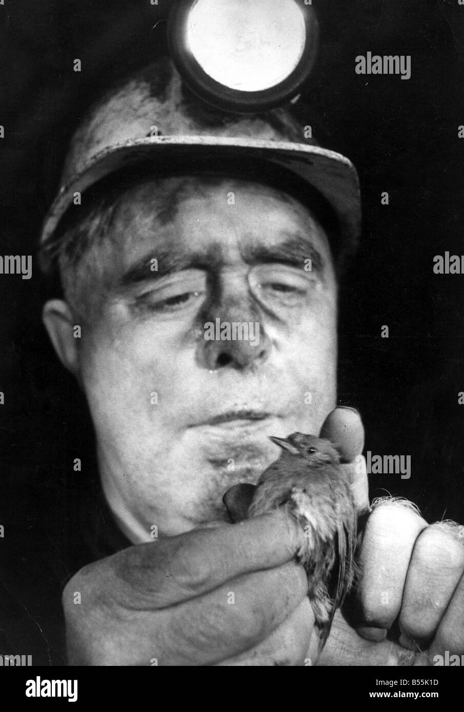 Hedge Sparrow, die flogen nach 2000 Fuß Tiefe Grube Schacht und 4 Monate lang dort nach Freundschaft mit 25 Bergleute.; 4. Apr. Stockfoto