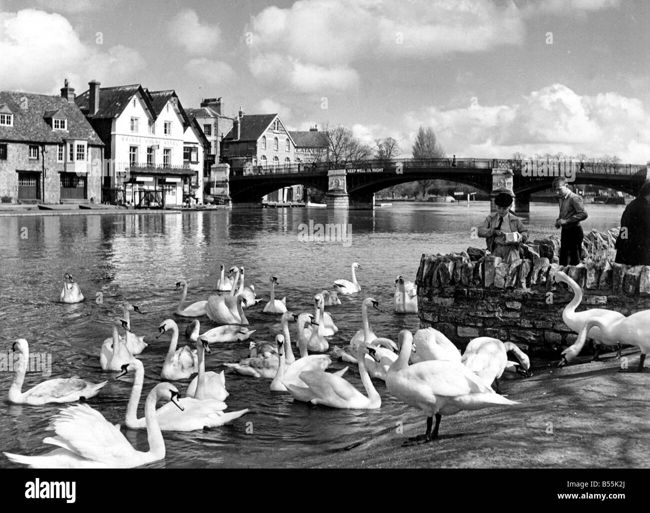 Fütterung der Königin Schwäne unter Windsor Bridge an der Themse &#13; &#10; Februar 1952 &#13; &#10; O1904/6 &#13; &#10; P044289 Stockfoto