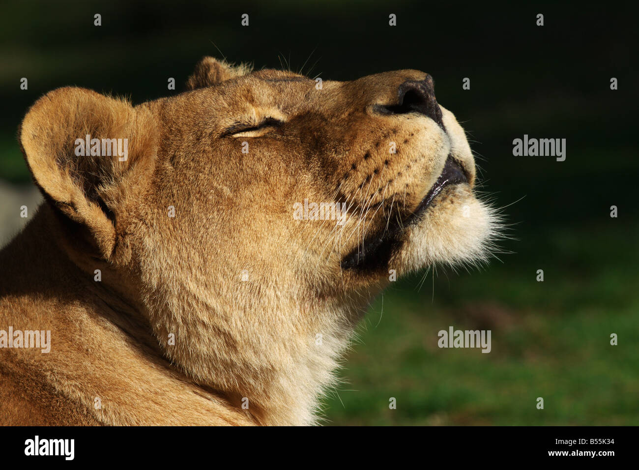 Porträt eines Löwen genießen die Abendsonne Stockfoto