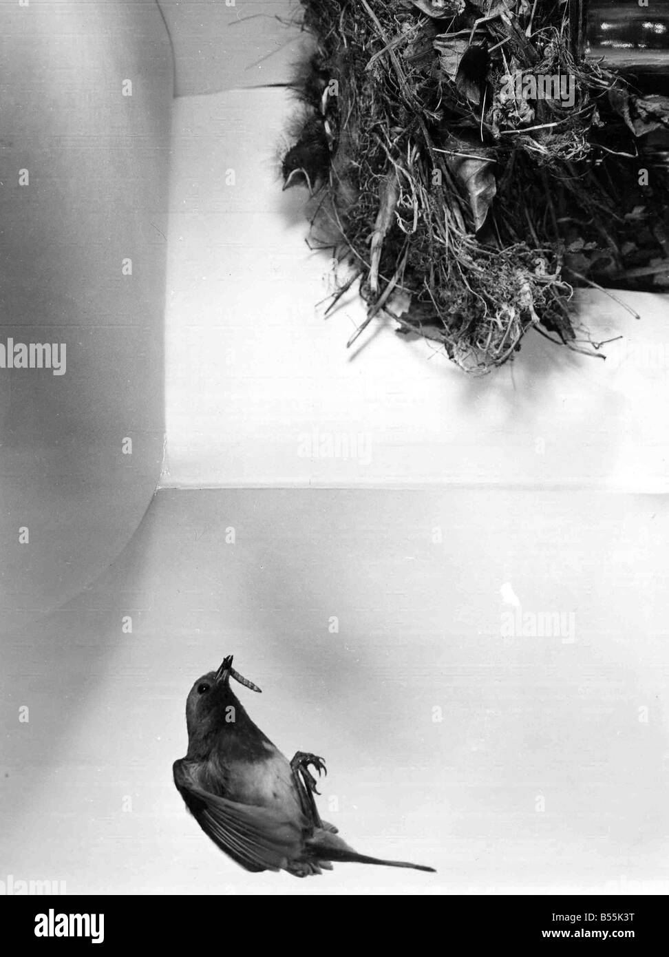 Robin mit einem Wurm für ihre Küken P044363 MF 18019 Stockfoto