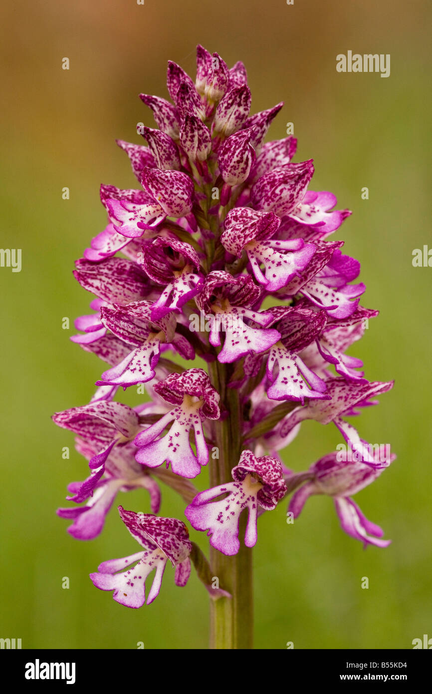 Hybrid militärische Orchidee x Lady Orchidee Orchis Militaris x Orchis Purpurea Frankreich Stockfoto